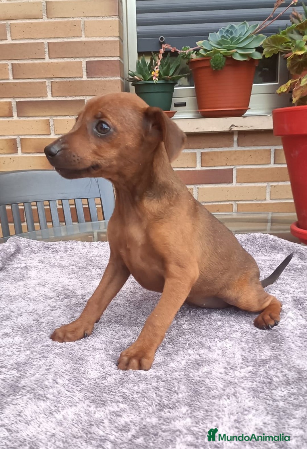 Pinscher Miniatura perros en venta: Pinscher Miniatura  - Imagen 31