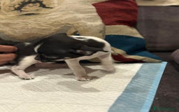 Chihuahua perros en venta: Chihuahua ruso micro - Imagen 3