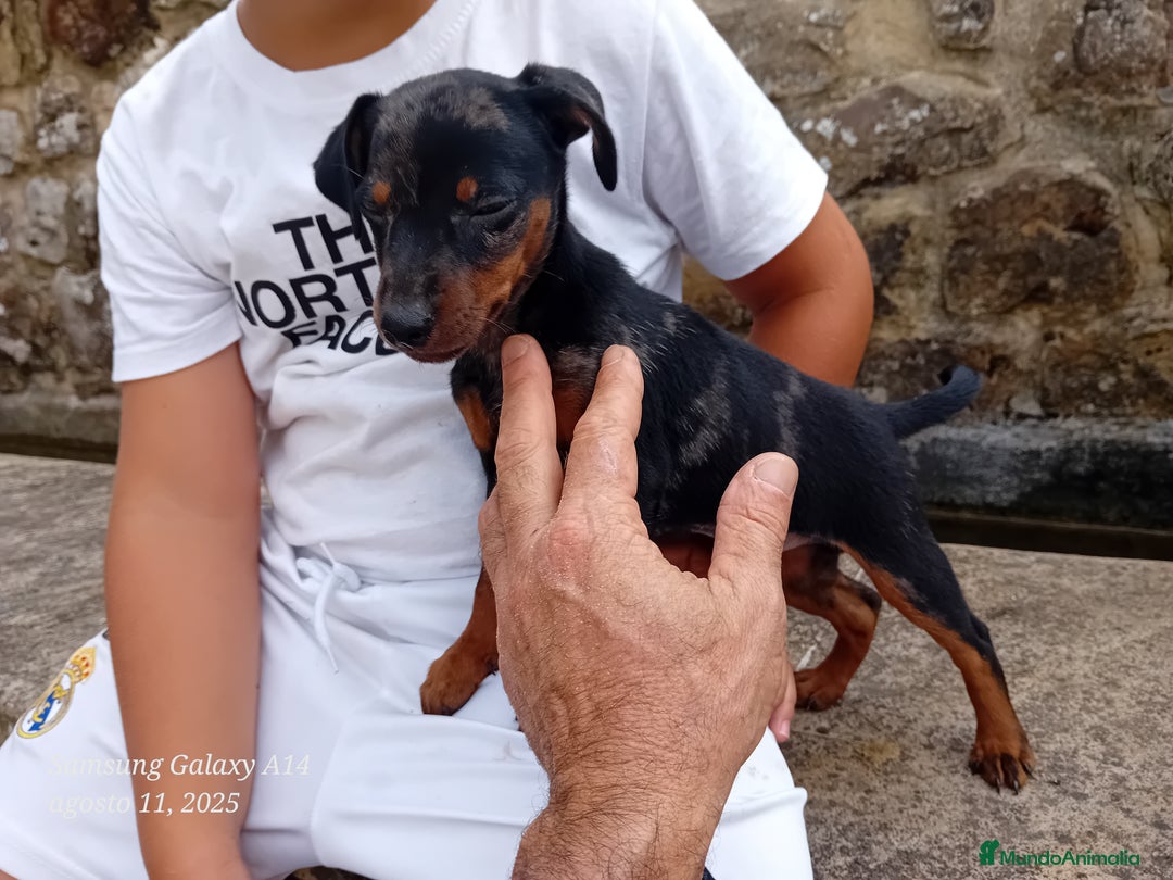 Pinscher Miniatura perros en venta: Pincher blue merle - Imagen 5