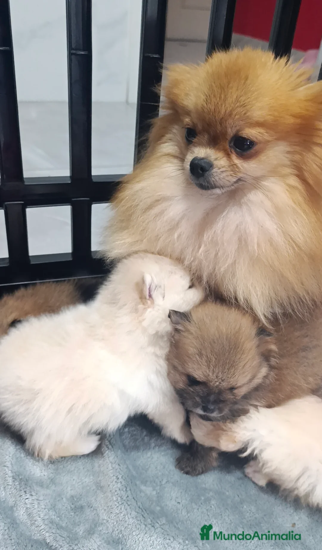 Pomerania perros en venta: Lulus pomerania  - Anuncio 2