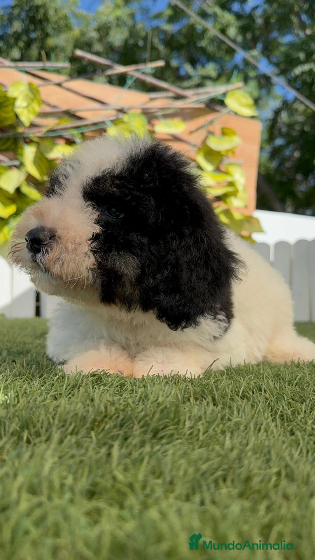 Perro de Agua Español perros en venta: PERRO DE AGUA MACHO - Imagen 7