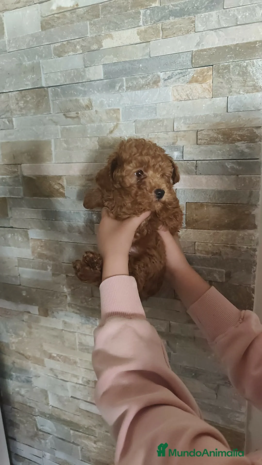 Caniche Toy perros en venta: Caniche toy rojo en Madrid - Anuncio 2