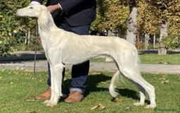 Saluki perros en venta: Camada de Salukis  - Imagen 16