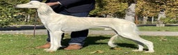 Saluki perros en venta: Camada de Salukis  - Anuncio 18