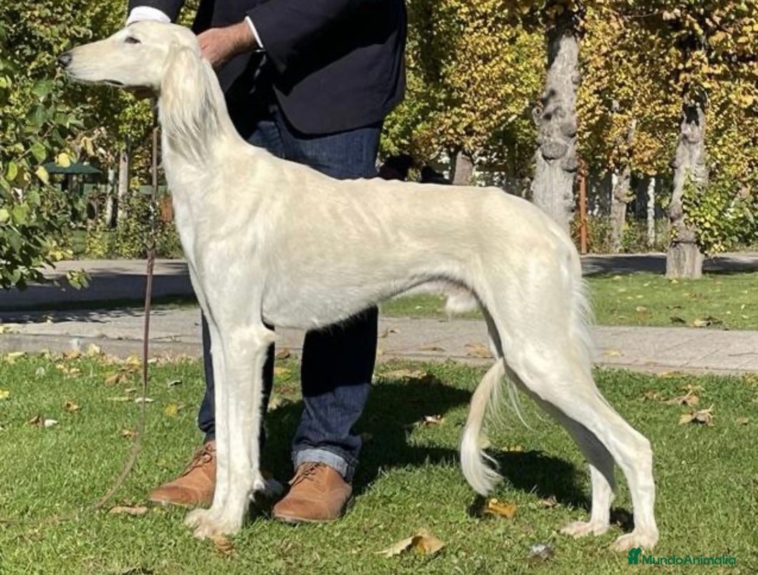 Saluki perros en venta: Camada de Salukis  - Imagen 16