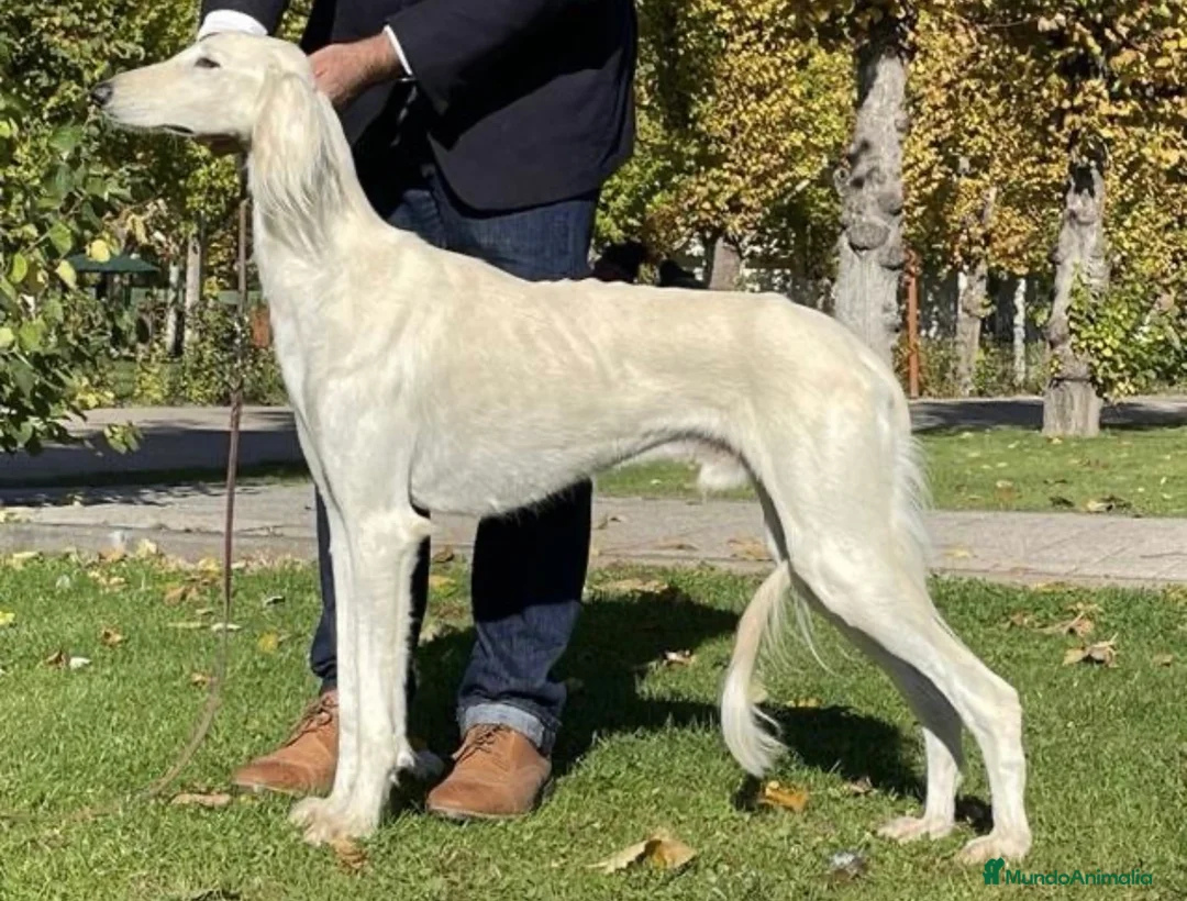 Saluki perros en venta: Camada de Salukis  - Anuncio 18