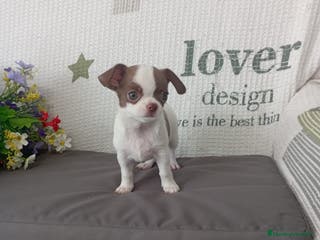 Chihuahua perros Chihuahua hembra - Anuncio 32