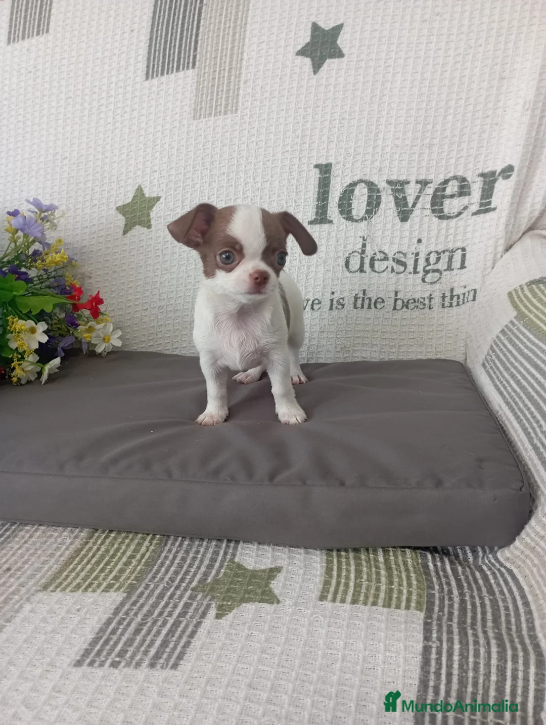 Chihuahua perros en venta: Chihuahua hembra  - Anuncio 1