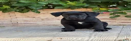 Cane Corso perros en venta: Cachorras de cane corso  - Anuncio 5