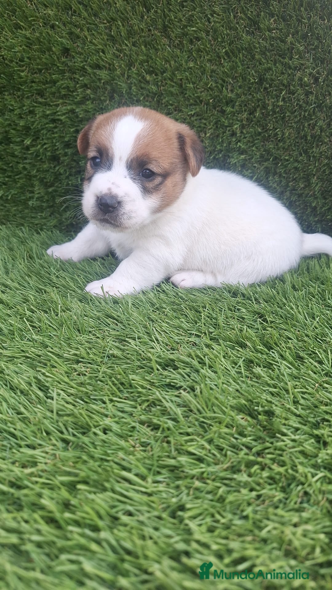 Jack Russell Terrier perros en venta: Jack Russell Preciosos Bicolor  - Anuncio 2
