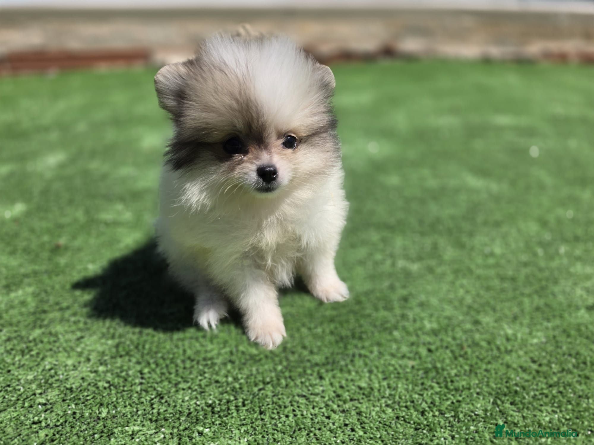 Pomerania perros Cachorros pomerania macho - Anuncio 36
