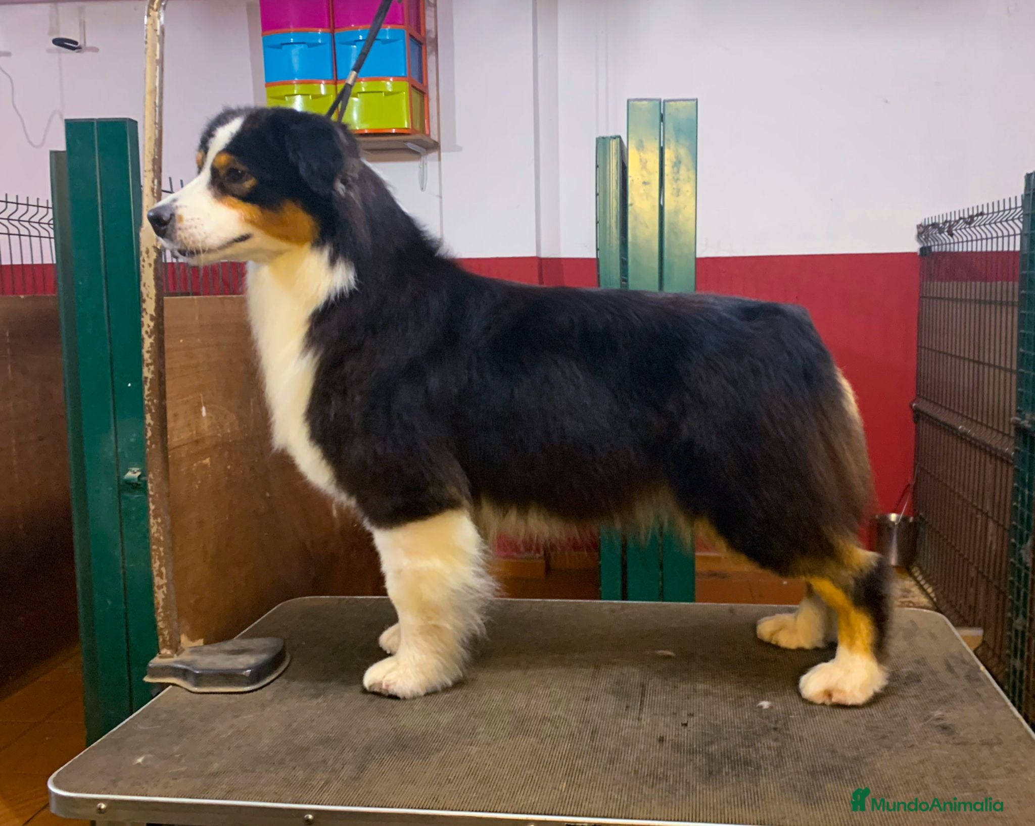 Pastor Australiano perros Cachorros pastor australiano  - Anuncio 1