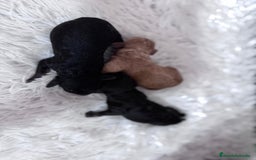 Caniche Toy perros en venta: CANICHE TOY HEMBRAS - Imagen 10