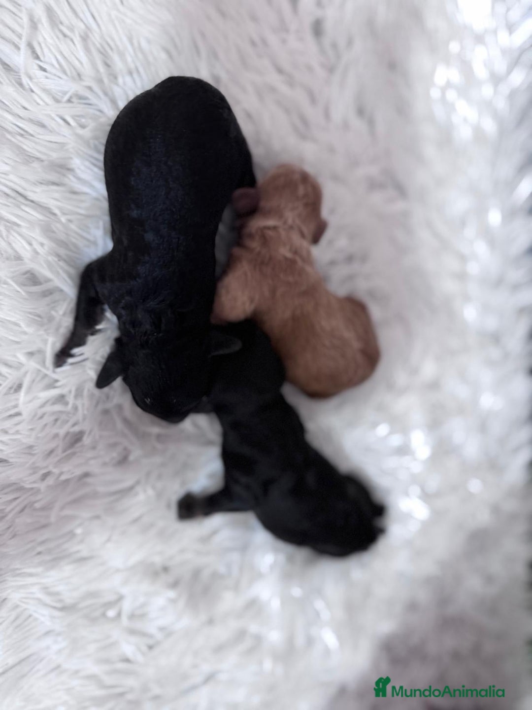 Caniche Toy perros en venta: CANICHE TOY HEMBRAS - Imagen 10