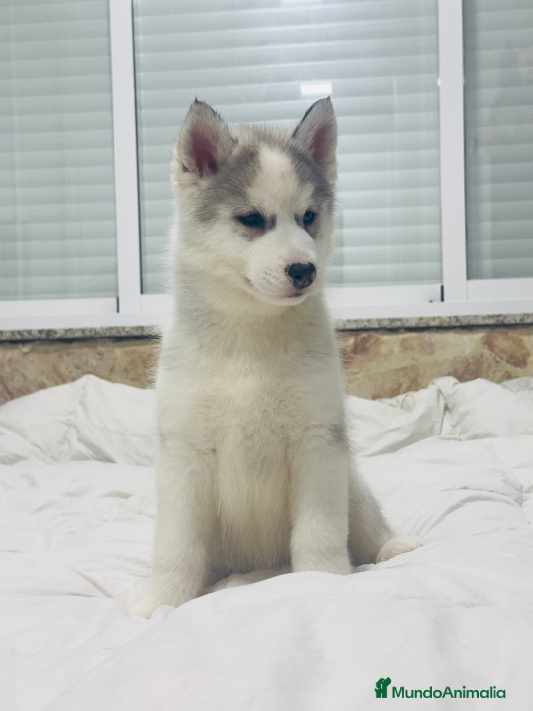 Husky Siberiano perros en venta: Preciosa camada husky siberiano - Anuncio 4