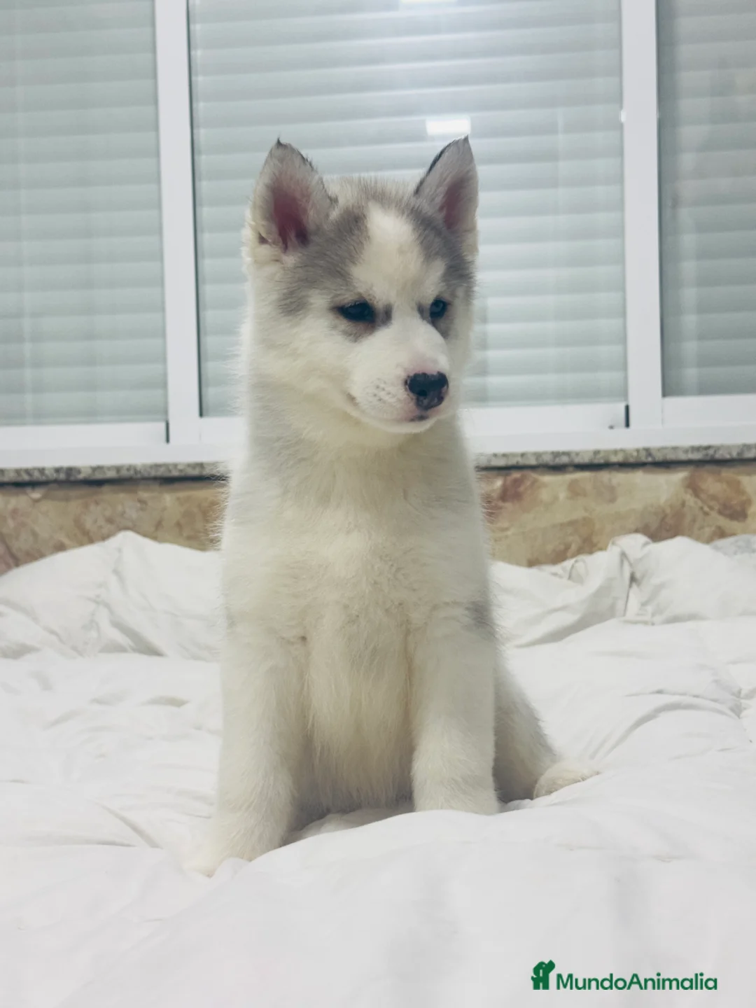Husky Siberiano perros en venta: Preciosa camada husky siberiano - Anuncio 5
