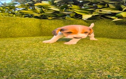 Beagle perros en venta: beagles tricolor  - Imagen 9