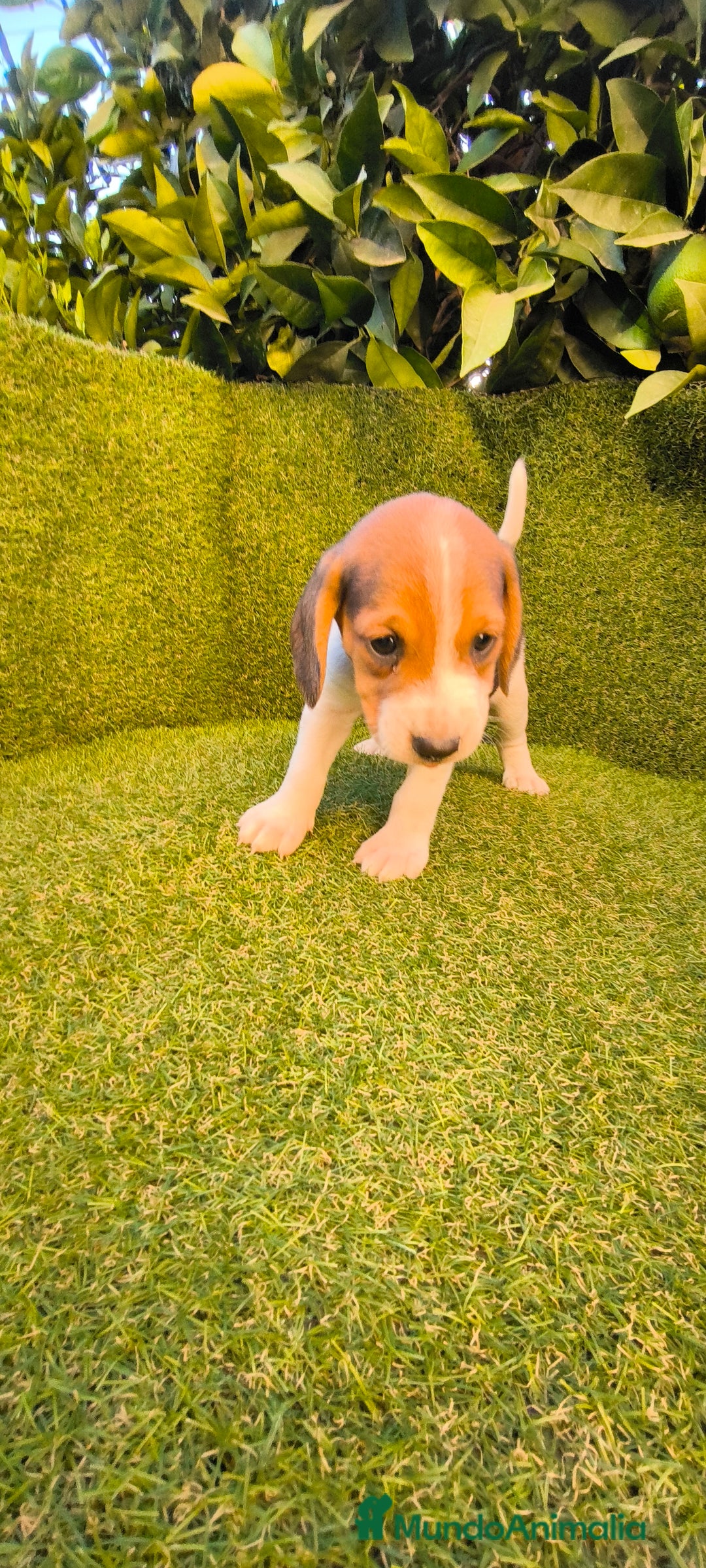 Beagle perros en venta: beagles tricolor  - Imagen 9