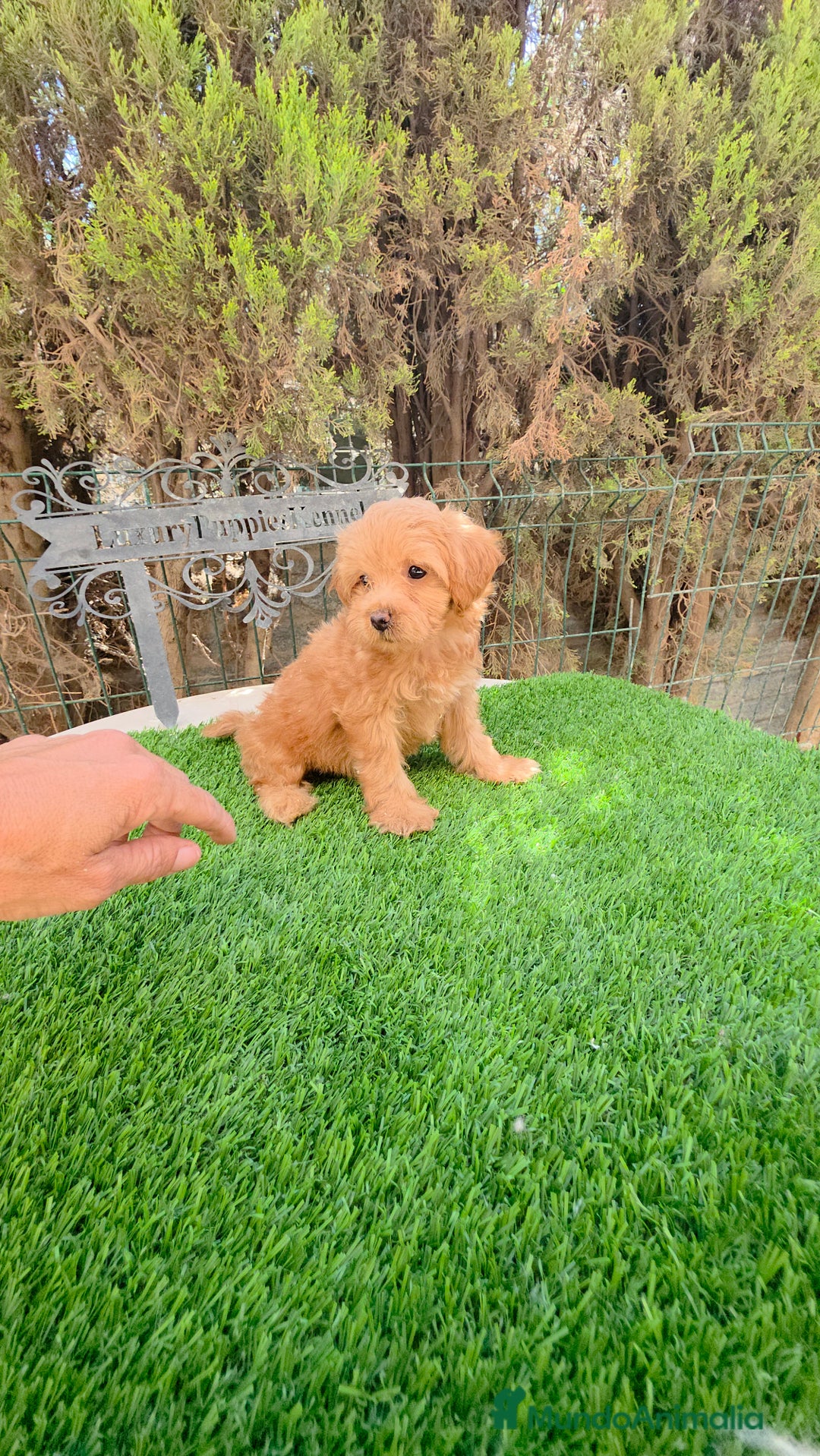Maltipoo perros en venta: Maltipoo  - Imagen 3
