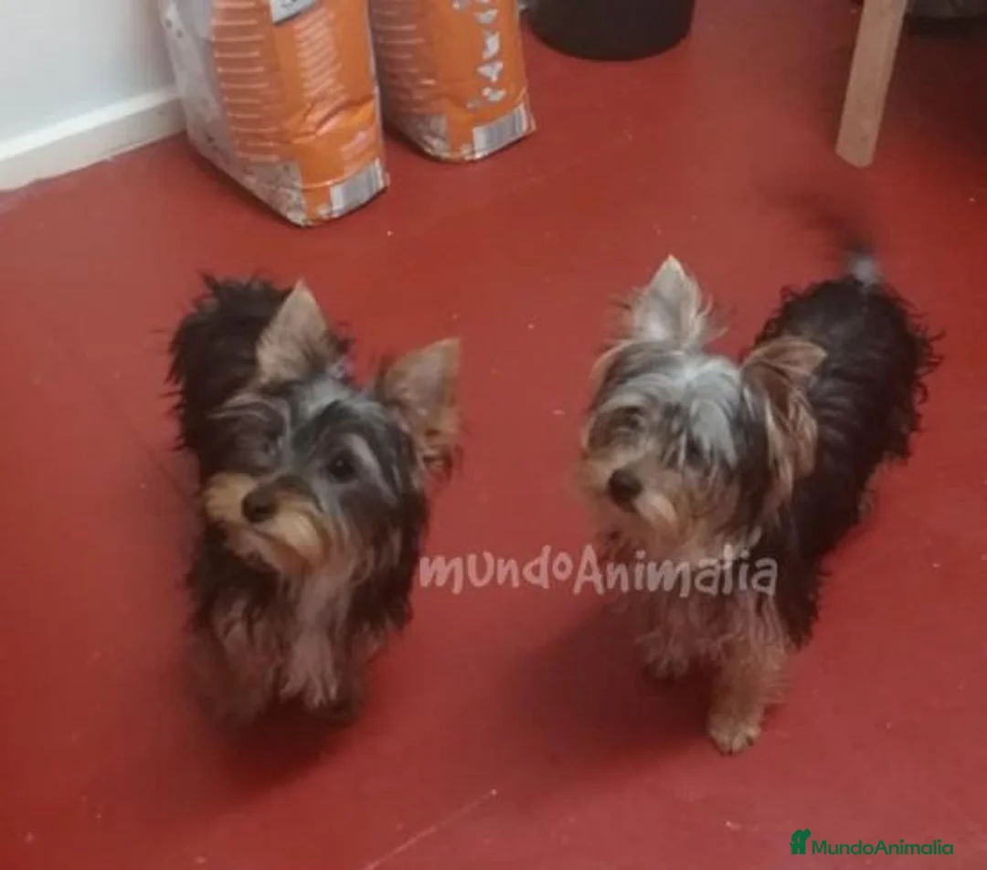 Imagen de galería {{count}}