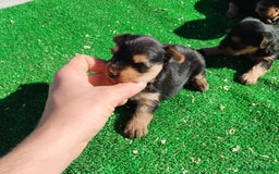 Yorkshire Terrier perros en venta: Yorkshire terrier toy - Imagen 2