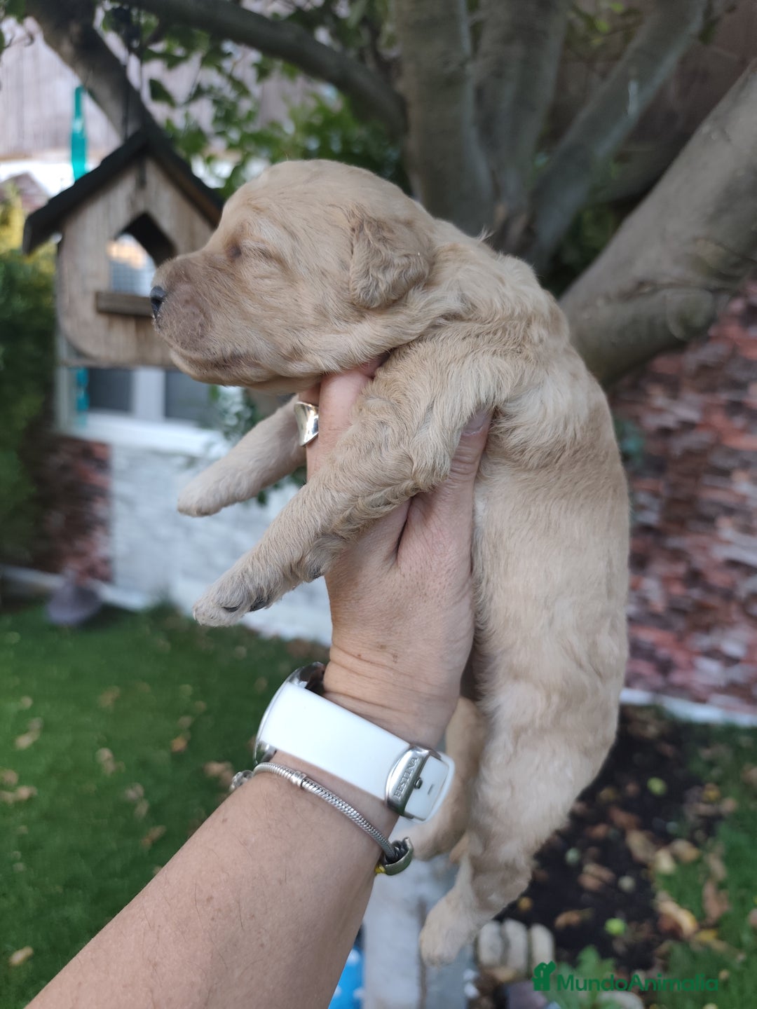 Perro de Agua Español perros en venta: Cachorros perros de agua español - Imagen 7