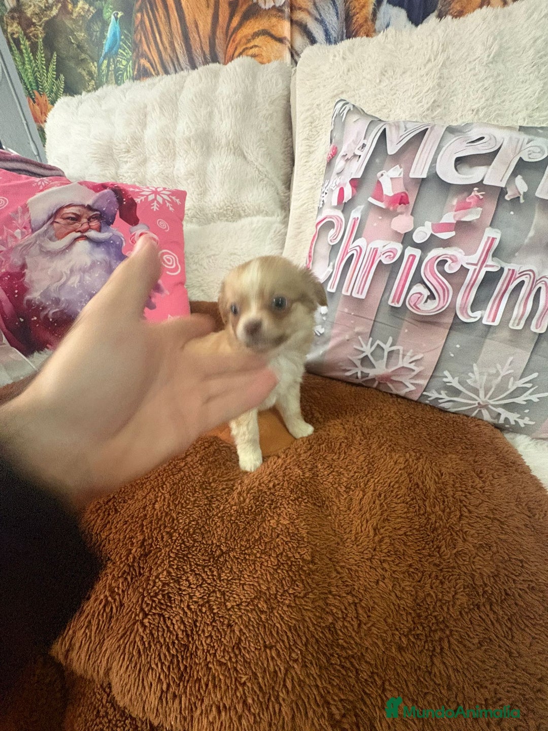 Chihuahua perros en venta: Chihuahua toy pelo largo  - Anuncio 3