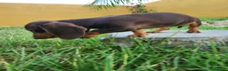 Teckel perros en venta: Teckel kanichen precio real. - Anuncio 5
