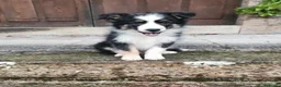 Border Collie perros en venta: Macho tricolor Border collie🐾🐶 en Sevilla - Anuncio 3