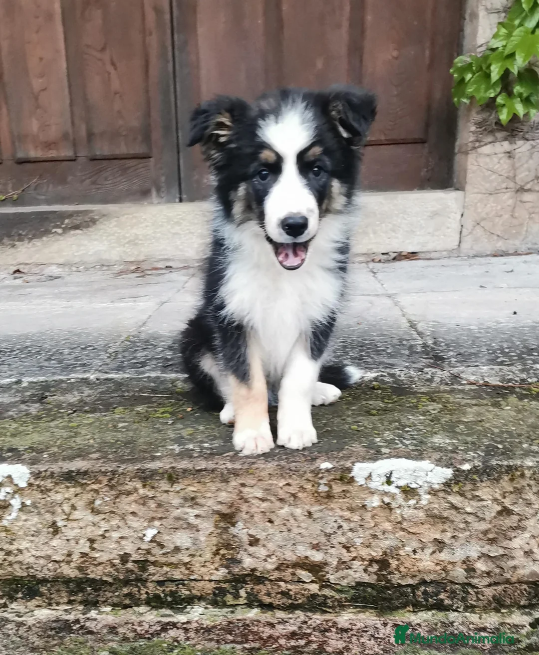 Border Collie perros en venta: Macho tricolor Border collie🐾🐶 en Sevilla - Anuncio 3