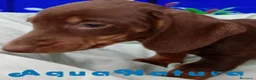 Teckel perros en venta:  Teckel Macho de Kily y Tilo 7003 - AQUANATURA en Barcelona - Anuncio 3