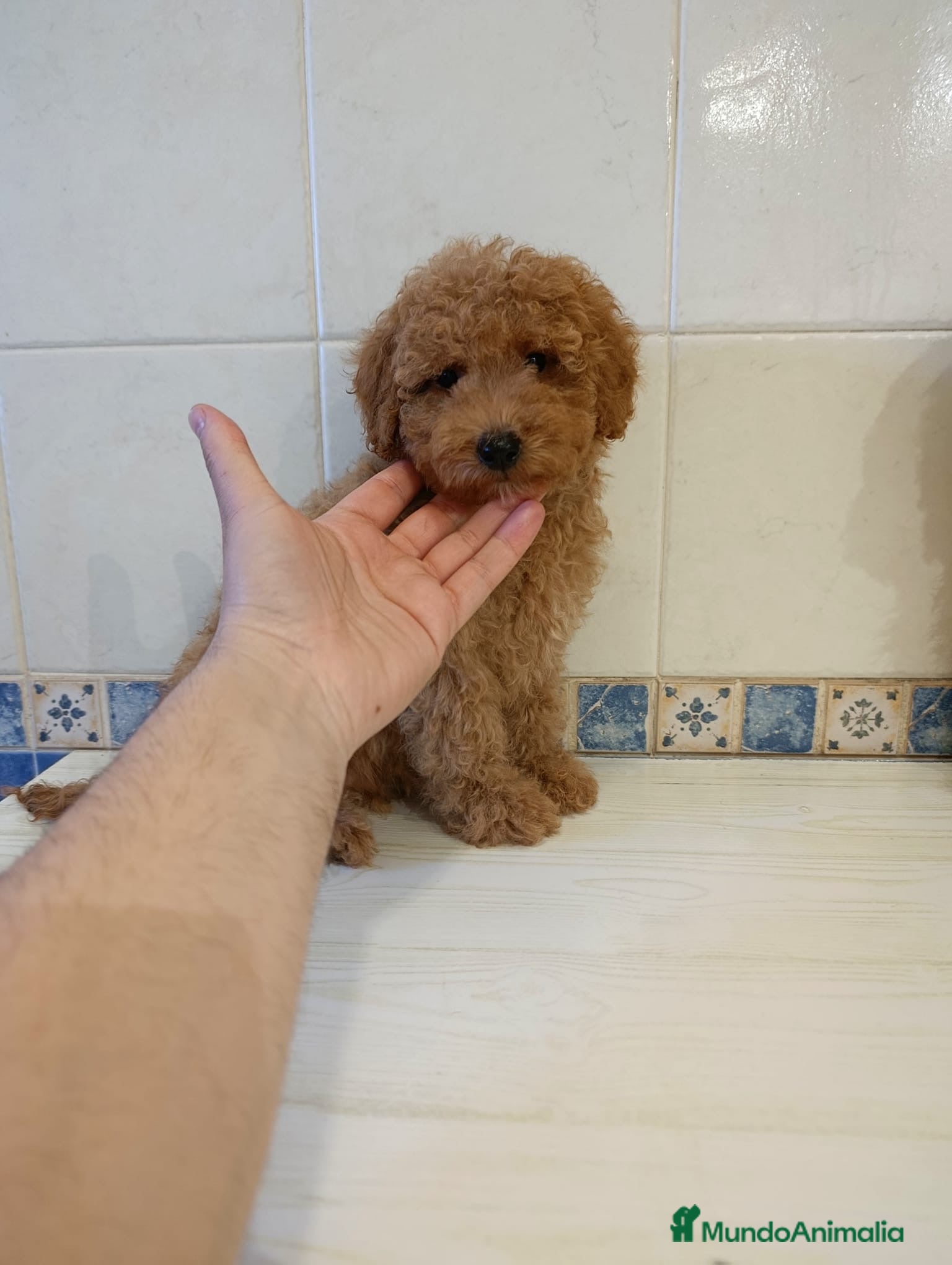 Caniche Toy perros Caniche toy apricot - Anuncio 1