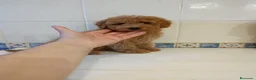 Caniche Toy perros en venta: Caniche toy apricot - Anuncio 1