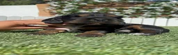 Cocker Spaniel Inglés perros en venta: CAMADA COCKER SPANIEL INGLES  - Anuncio 17