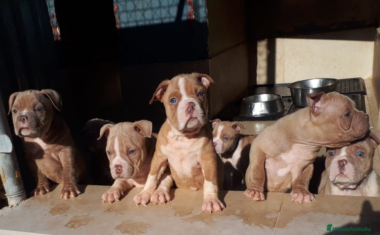 American Bully perros American Bully Pocket  - Anuncio 1