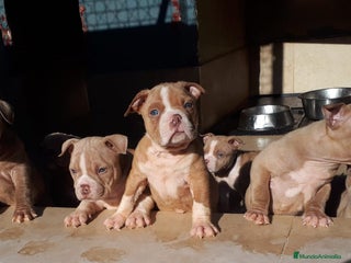 American Bully perros American Bully Pocket - Anuncio 3