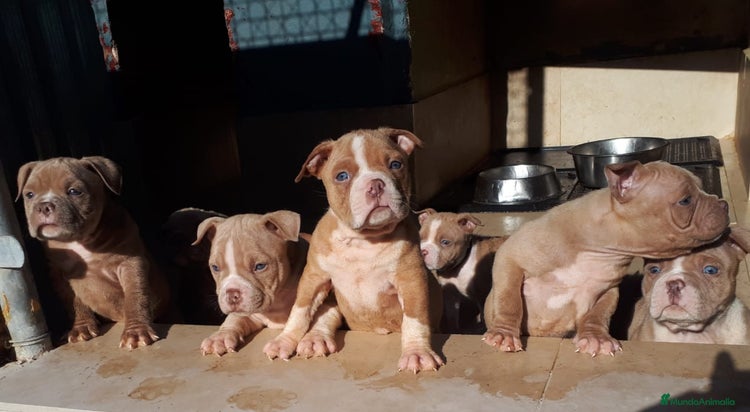 American Bully perros American Bully Pocket - Anuncio 1