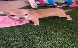 Raza Mixta perros en venta: PRECIOSO EJEMPLAR (LEER BIEN) - Imagen 2