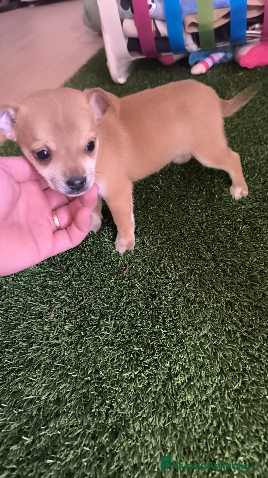 Raza Mixta perros en venta: PRECIOSO EJEMPLAR (LEER BIEN) - Imagen 2