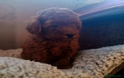 Caniche Toy perros en venta: CANICHE TOY MACHO - Anuncio 3