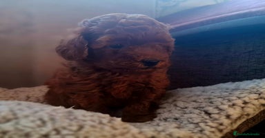 Caniche Toy perros CANICHE TOY MACHO - Anuncio 11