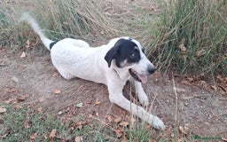 Mastín Español perros en adopcion: Regalo mastín español  - Imagen 1