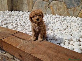 Caniche Mediano perros Caniches espectaculares en Barcelona - Anuncio 6