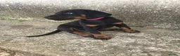 Dobermann perros en venta: Doberman  - Anuncio 11