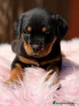 Rottweiler Cachorro 6