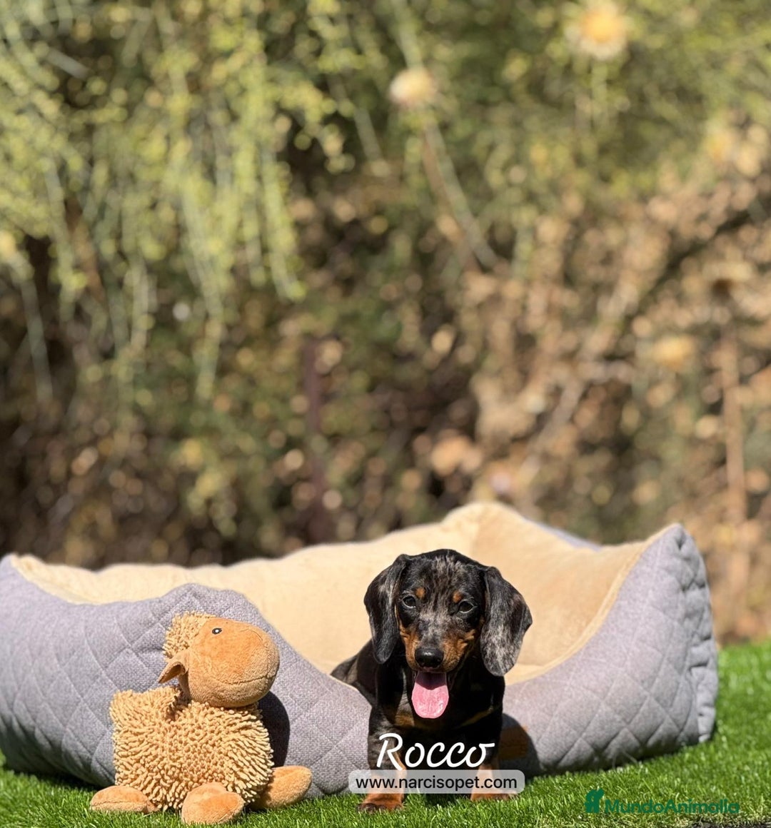Teckel Miniatura perros en venta: CACHORROS DE TECKEL - Imagen 4