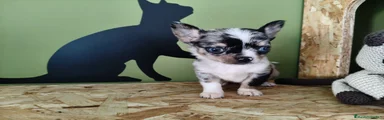 Chihuahua Cachorro 1