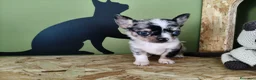 Chihuahua perros en venta: Chihuahua toy ojos azules precioso - Anuncio 2