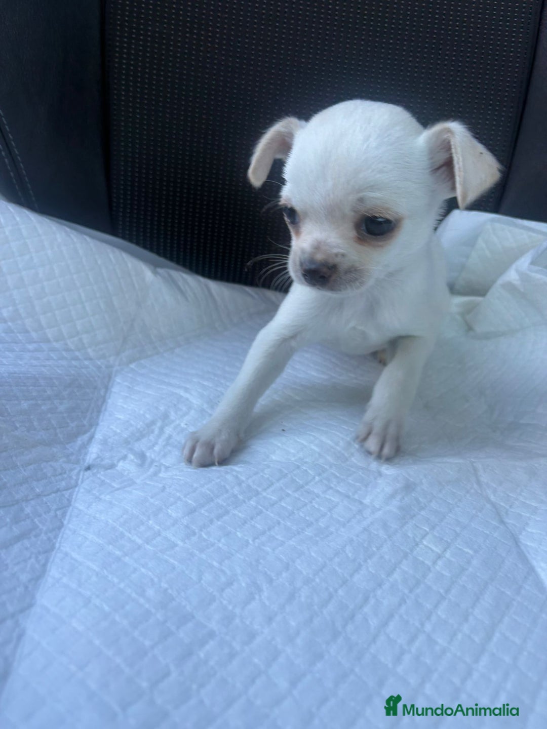 Chihuahua perros en venta: Chihuahua toy blanco nieve  - Anuncio 2