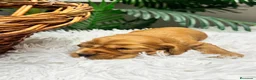 Cocker Spaniel Inglés perros en venta: COCKER SPANIEL INGLÉS  - Anuncio 7